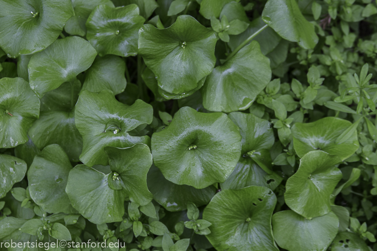 Fremont miner's lettuce